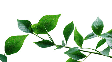 Fototapeta premium Serene Branch: Delicate leaves, embodying freshness and vitality, gracefully stretch across the frame. A symbol of the natural world. 