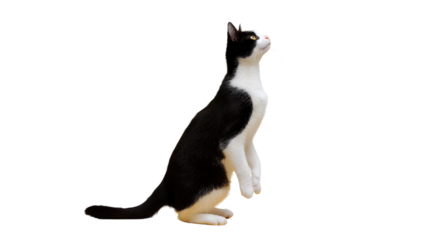 A Curious Cat's Stance: An elegant black and white cat, strikes a pose that blends agility and inquisitive nature, captured in a moment of focus, showcasing its graceful posture and attentive gaze.