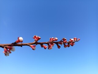 Apricot branch in early bloom against a clear blue sky.