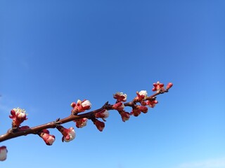  Apricot branch in early bloom against a clear blue sky.