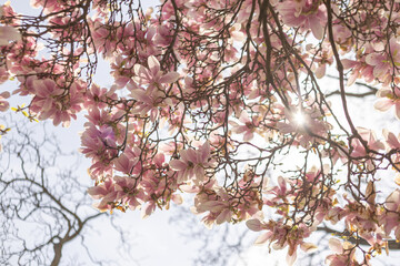 Sun shining through pink magnolia blossoms in springtime in Vojan Gardens Prague copy space wallpaper