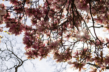 Sun shining through pink magnolia blossoms in spring in Vojan Gardens Prague copy space wallpaper