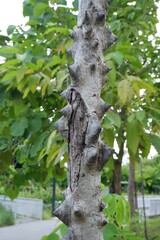 Fototapeta premium Close-up of Silk Floss Tree thorn trunk.