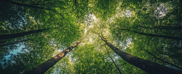 Lush green forest canopy viewed from below.