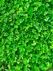 Obraz premium lush green clover leaf ground cover vertical texture for nature background, eco design, organic pattern, garden visuals symbolizing luck for st. patrick's