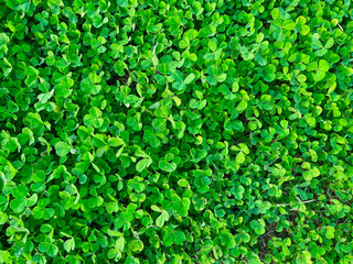 lush green clover leaf texture symbolizing luck and nature, perfect for st. patrick&rsquo;s day design, eco pattern or background

