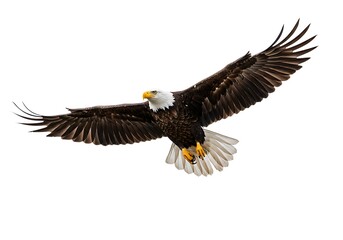 American bald eagle