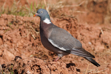 PALOMA TORCAZ COLUMBA PALUMBUS