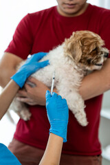 Asian female veterinarian stroking a Shih Tzu in a modern veterinary clinic, helping a small dog lying on a table in the veterinary clinic.