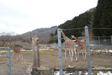 山口県】秋吉台自然動物公園サファリランド、ふれあい広場
