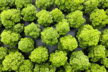 Lush green mangrove forest viewed from above showcases vibrant foliage and serene waterway in a tranquil natural habitat