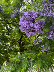 Vibrant purple jacaranda flowers blooming on a tree with lush green foliage in a natural outdoor...