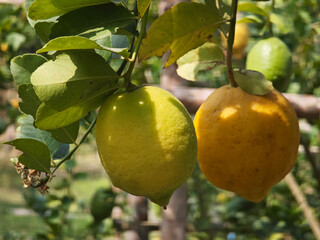 fresh lemon in the garden