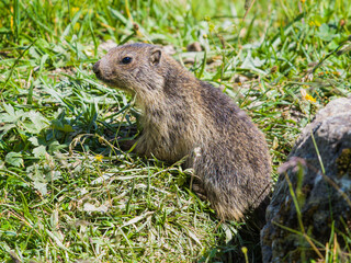 Young alpine marmot sitting in mountain grass