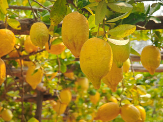 fresh lemon in the garden