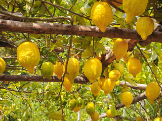 fresh lemon in the garden