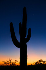 Cactus at Sunset