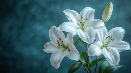 Fototapeta premium branch of white lilies flowers mourning or funeral background condolence card,copy space for text,stock photo