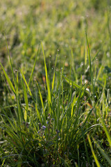green grass background. close up dew on green grass. spring morning in the field. morning dew on grass