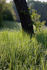 spring in the park. close up dew on green grass. spring morning in the field. morning dew on grass