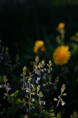 Close-up of blooming blue flowers in green grass. Blooming flowers in spring in the garden