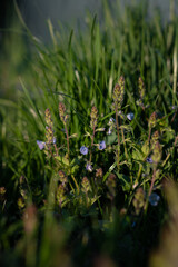 Close-up of blooming blue flowers in green grass. Blooming flowers in spring in the garden