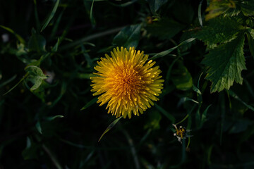 Yellow dandelions on green grass. Dandelion in the garden. Yellow dandelion flower. close-up of dandelion on a dark background