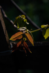 close up of a walnut leaf on a branch. young walnut leaf on a tree. walnut leaf in the spring in the garden