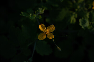 yellow flower on black background. celandine blossom on a dark background. celandine flower close-up. celandine blossom in the garden