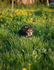puppy in the grass. puppies playing on the grass. puppies among dandelions in spring. close-up of puppies outdoors