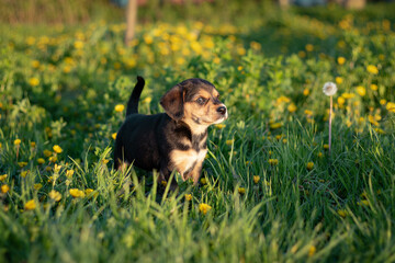 puppy in the grass. dog and flowers. puppy playing on the grass. puppy among dandelions in spring. close-up of puppy outdoors