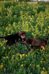dog in the field. puppy in the grass. puppies playing on the grass. puppies among dandelions in spring. close-up of puppies outdoors