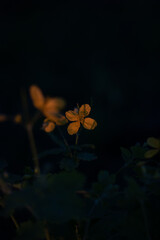 flower in the night. celandine blossom on a dark background. celandine flower close-up. celandine blossom in the garden