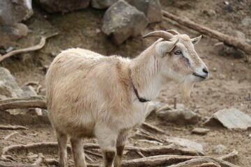 山口県】秋吉台自然動物公園サファリランド、ふれあい広場
