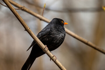 Kos portret fotografia ptaków  © Adrian