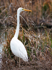 GARCETA GRANDE ARDEA ALBA