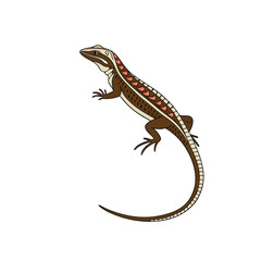 lizard on white background