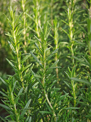 fresh rosemary plant in garden
