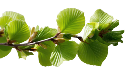 Spring Foliage: A close-up of delicate new leaves unfurling on a branch, their vibrant green color a testament to the vitality of spring, radiating freshness and renewal.