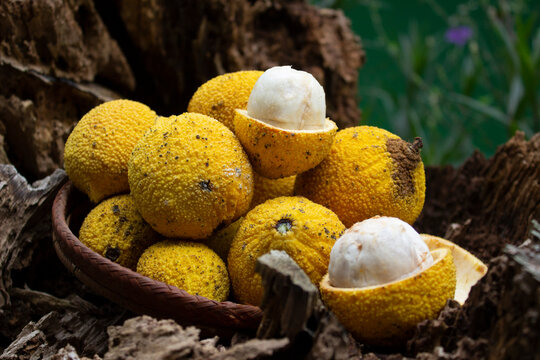 Bacuri Rugoso_ Platonia insignis Mart