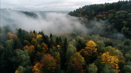 Misty Autumn Forest at Sunrise, Ideal for Wall Art, Meditation Background, Website Banner, Video Thumbnail, Seasonal Design
