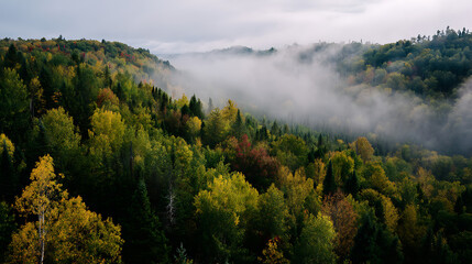 Obraz premium Misty Autumn Forest at Sunrise, Ideal for Wall Art, Meditation Background, Website Banner, Video Thumbnail, Seasonal Design