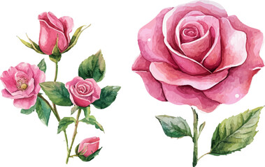 bouquet of pink roses