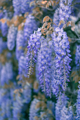 Spring time wisteria flower blossom blooming in sunlight.