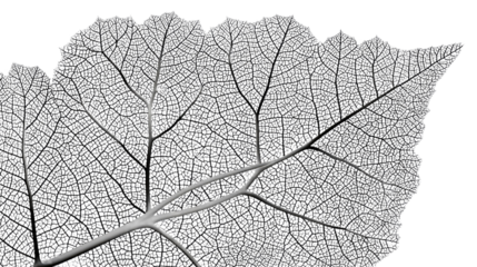 Intricate Leaf Veins: A detailed macro photograph showcases the delicate and complex network of veins within a single leaf, presenting a beautiful example of natural patterns.