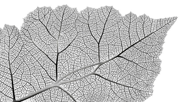 Intricate Leaf Veins: A detailed macro photograph showcases the delicate and complex network of veins within a single leaf, presenting a beautiful example of natural patterns.