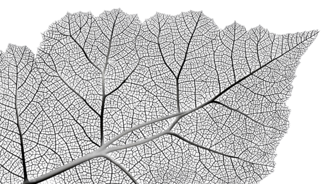 Intricate Leaf Veins: A detailed macro photograph showcases the delicate and complex network of veins within a single leaf, presenting a beautiful example of natural patterns.
