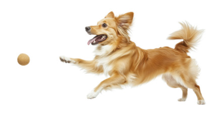 Happy dog running and playing with ball on transparent background