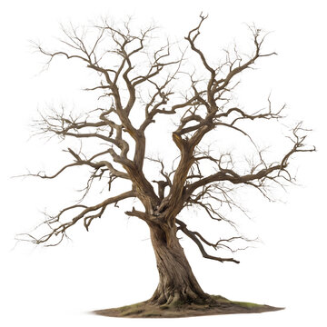 Spooky tree isolated on a transparent background