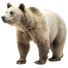 Bear isolated on a transparent background